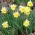 narcissuscforlittlebeautydeeproot1a