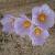 crocuscfloskotschyanuswikimediacommons