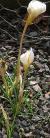 crocuscfor88niveusgarnonswilliams