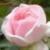 rosajeanmermozcflorogerltd1