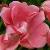 rosalittledorritcflorogerltd1