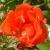 rosapaulcrampelcflorogerltd1
