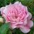 rosathefairycflorogerltd1