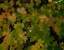 autumnal maple picture