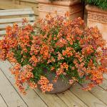 grass-seeding_picture