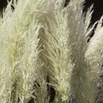 cortaderiafloselloana1