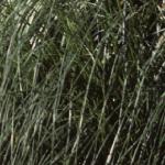 cortaderiafolselloana1