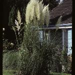 cortaderiaforselloana1