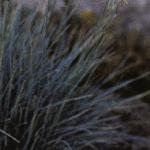 festucafolglauca1