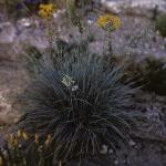 festucaforglauca1