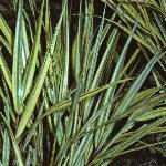 hakonechloafolmacraalbovariegata1