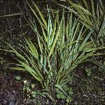 hakonechloaformacraalbovariegata1