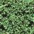 cbuxusfol1sempervirens