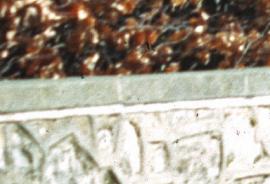 hfagushed2sylvatica1