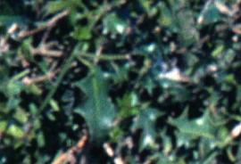 hilexhed3aquifolium1