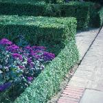 pbuxushed1sempervirens