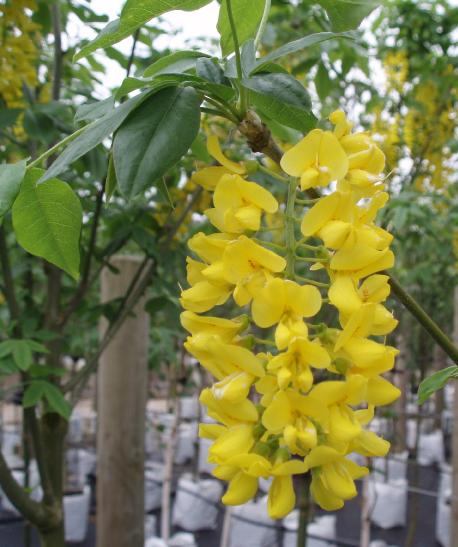 laburnumwaterivossiifloscoblands