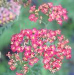 achilleafanalpfloskevock