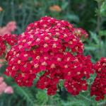 achilleafanalpforrvroger