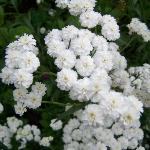 achilleaptarmicabouledeneigepforrvroger