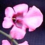 diasciapflointegerrimaboulby