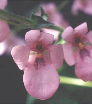 diasciapflovigilisboulby