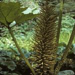 gunneraflotinctoria1