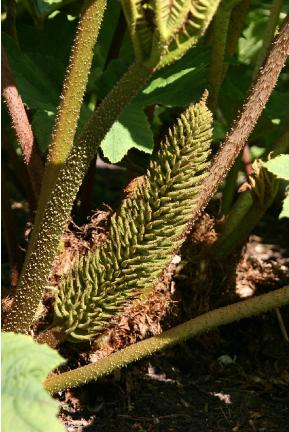 gunnerapfrutinctoriadefra