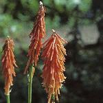 kniphofiaflotriangularis1