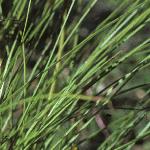 kniphofiafoltriangularis1