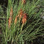 kniphofiafortriangularis1