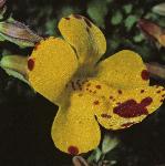 mimulusguttatusflo