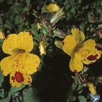 mimulusguttatusflos1