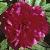 paeoniaofficinalisrubraplenaflot2