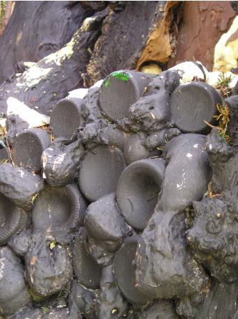 evergreentreebottlefoam1