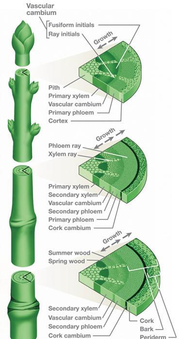 evergreentreediagram1a