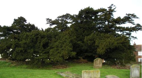 evergreentreeeasternfacing1