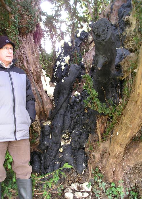 evergreentreenorthernafter1