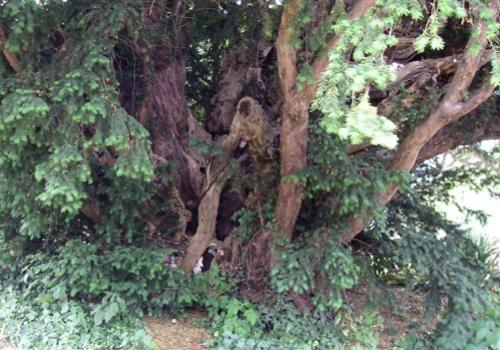 evergreentreenorthernbefore1