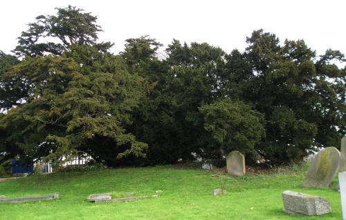 evergreentreesouthernfacing1