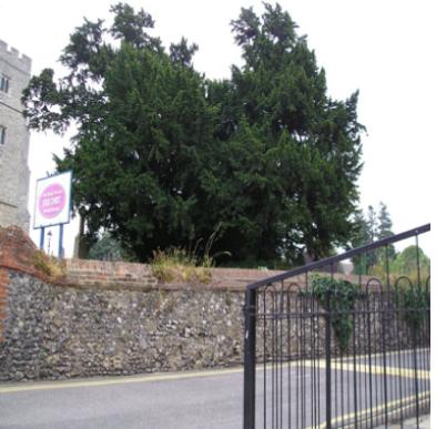 evergreentreewesternfacing1