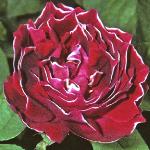 pink_rose_picture
