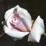 pink_rose_picture