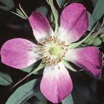 pink_rose_picture
