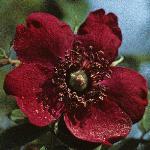 pink_rose_picture