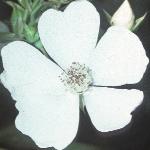 pink_rose_picture