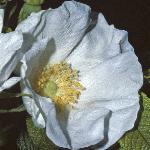 pink_rose_picture