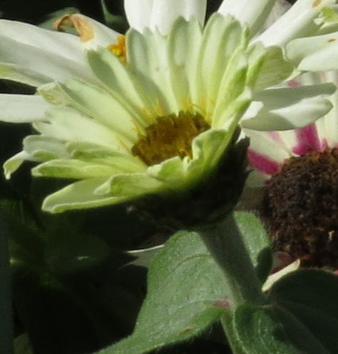 zinniaflobud3zaharastarlightrosegarnonswilliams