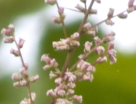 artemisiaflosrosenschleierkavanagh