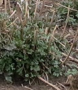 artemisiafolwinrosenschleiergarnonswilliams